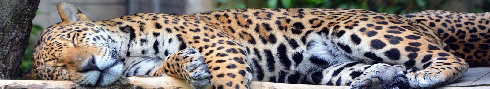 Your Cruise Counselor By Smart Traveler